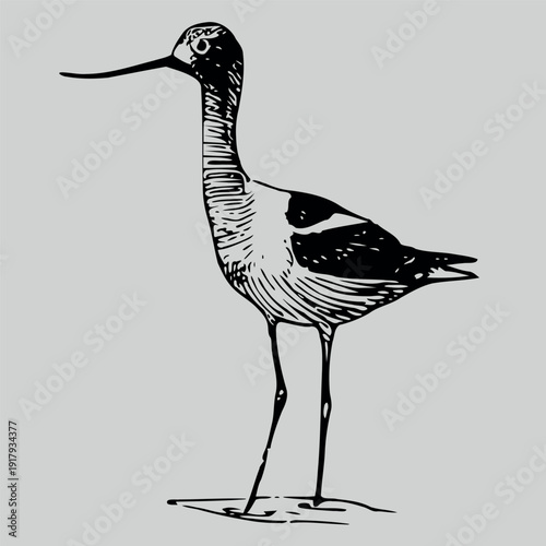 hand drawn vector illustration of a bird