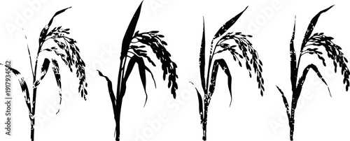 rice plant silhouettes in black and white, agricultural crop, natural grain stalks, farming and harvest concept
