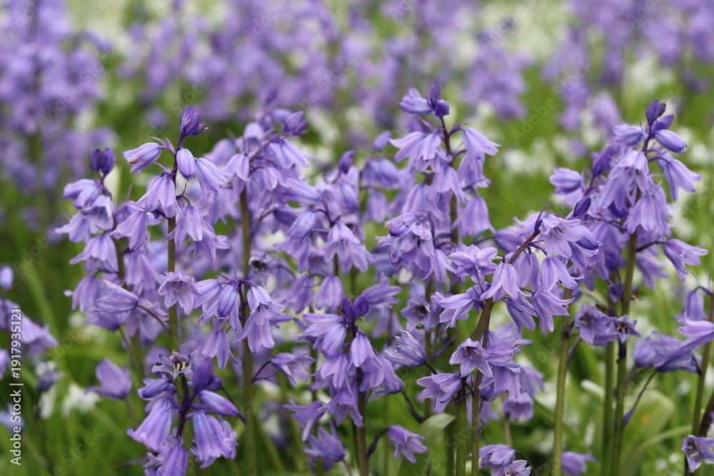 Fototapeta premium Masses of wild bluebells in spring