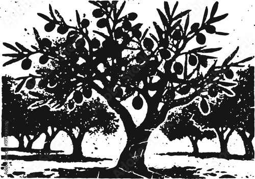 Olive tree with ripe olives on branches in grove setting, black and white illustration