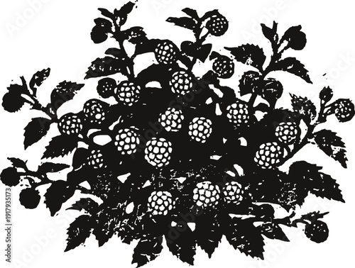 Blackberry bush silhouette with ripe berries and leaves isolated on white background