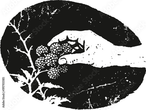 Hand picking ripe wild blackberries from thorny bush in vintage engraved illustration