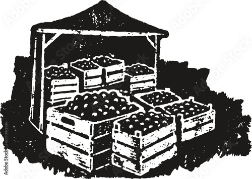 Crates filled with fruit under a rustic wooden shelter, vintage black and white harvest scene