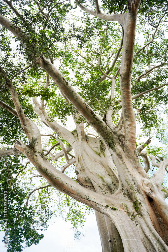 Fototapeta premium Giant 700-Year-Old Kayu Putih Ancient Tree in Bayan, Bali