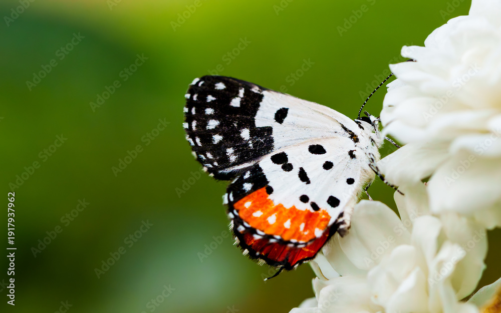 Obraz premium butterfly on a flower