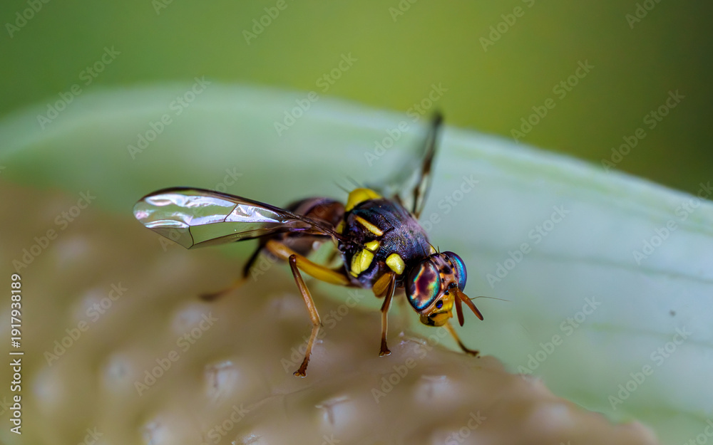 Naklejka premium yellow bug on a leaf