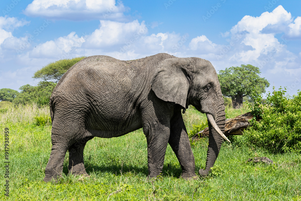 Fototapeta premium Großer Afrikanischer Elefant in Tansania