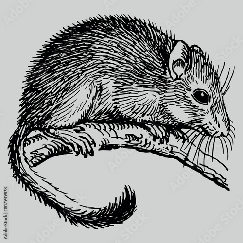 illustration of a hedgehog