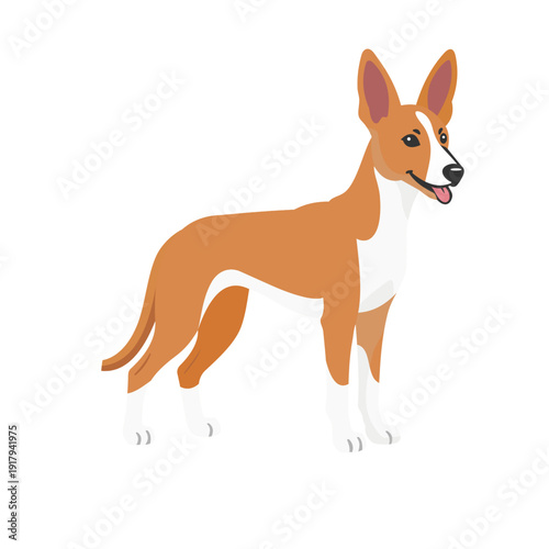 Podenco Canario dog breed cartoon illustration isolated on white background