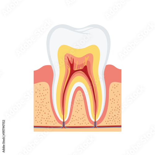 Detailed Tooth Anatomy Illustration