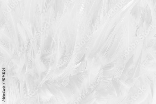 White grey color bird feather pattern texture for background and design.