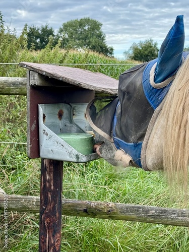 Horse Eating Mineral Feed on Pasture in Rural Environment