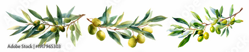 Green olive branch watercolor painting with Mediterranean leaves. Botanical tree illustration in vintage style. Isolated organic plant design for decorative frames. Vector illustration.