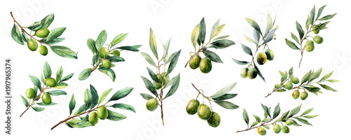 Watercolor olive branch with green leaves and fruit. Mediterranean botanical illustration featuring realistic tree sprig. Organic floral design for elegant backgrounds. Vector illustration.