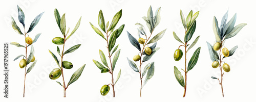 Mediterranean olive branch watercolor illustration with realistic green leaves. Vintage botanical design featuring organic tree sprig, isolated on white for floral compositions. Vector illustration.