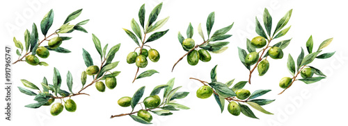 Watercolor olive branch with green leaves and fruit, isolated on white background. Mediterranean botanical illustration in realistic style with organic oil tree elements. Vector illustration.