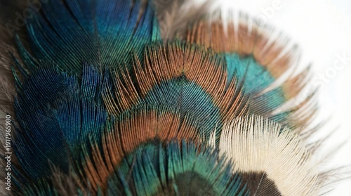 Macro shot of vibrant peacock feathers with intricate patterns and rich colors