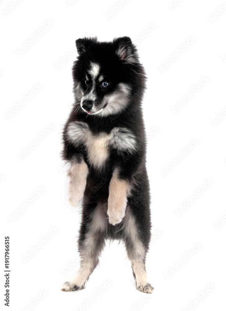 Obraz premium Pomsky in studio