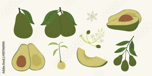 Organic Avocado Vector Illustration Set; Botanical Collection of Whole Avocado, Slices, Flowers, and Seedling Sprouts in Flat Design Style for Healthy Food Graphic.