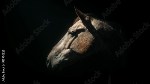 Side profile of horse head in dramatic low key lighting on black background
