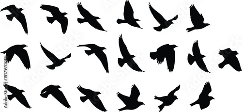 Black Silhouette Set of Flying Birds in Various Poses for Nature Background Wildlife Freedom Sky Environment Migration and Avian Vector Illustration Graphics