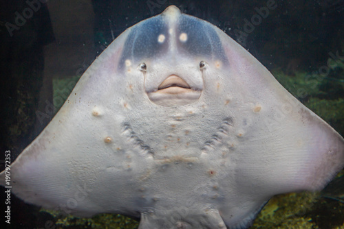 Raie pastenague observée de face dans un aquarium