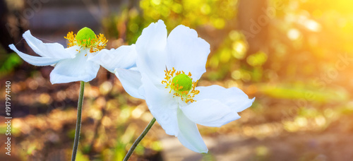 Foto beautiful autumn white anemone flowers with sunlight close-up