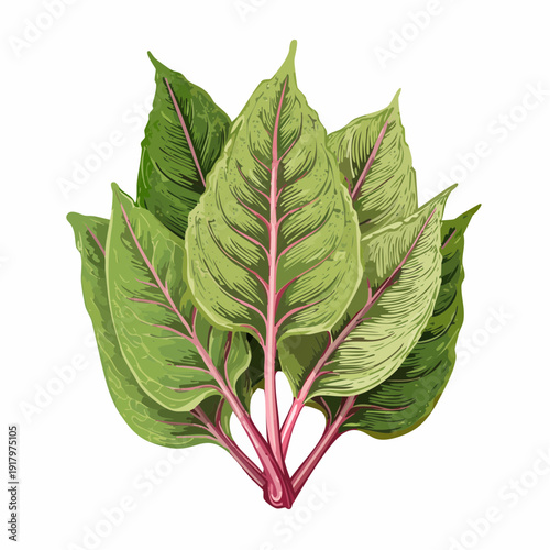 A vibrant bunch of Swiss chard leaves with red veins and stems on a clean surface