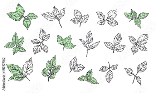 Hand Drawn Mint Leaves and Branches Line Art with Minimalist Green Color Accents Botanical Herb Sketch Collection on White Background