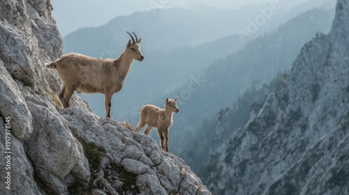Mountain goats on cliff edge