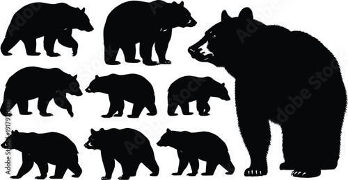 Bear silhouette collection showing wild animals in multiple poses wildlife nature predator mammals isolated on white background illustration set forest fauna design