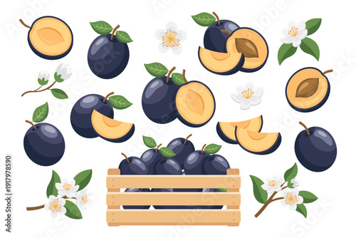 Collection of fresh plums, plum slices and flowers. Food illustration.