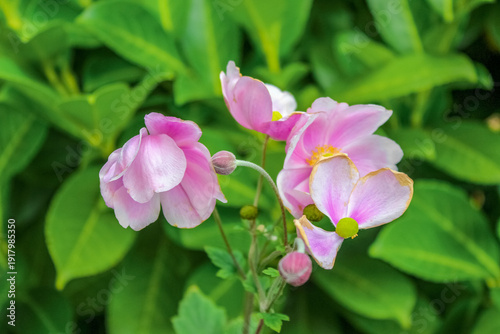 A vibrant close-up of Japanese Anemonenfeaturing delicate pink petals and bright yellow centers. These elegant autumn perennials bloom on slender stems against green leaves.