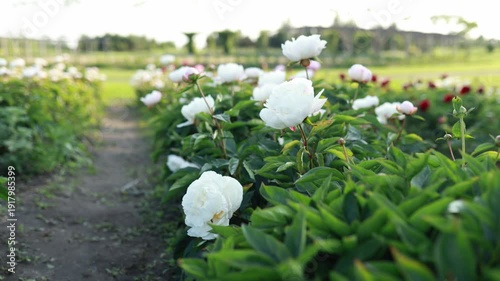 White peony flowers blooming in garden, gently swaying in soft breeze. Natural sunlight, romantic floral background. Seasonal nature scene, delicate petals, peaceful countryside mood in summer day