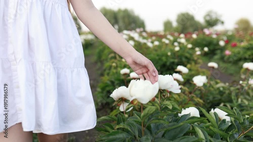 A gentle girl hand touching a white peony flower in a blooming garden. Concept of nature, tenderness, beauty, spring, femininity, mindfulness, and slow living. Soft light, calm mood, natural elegance.