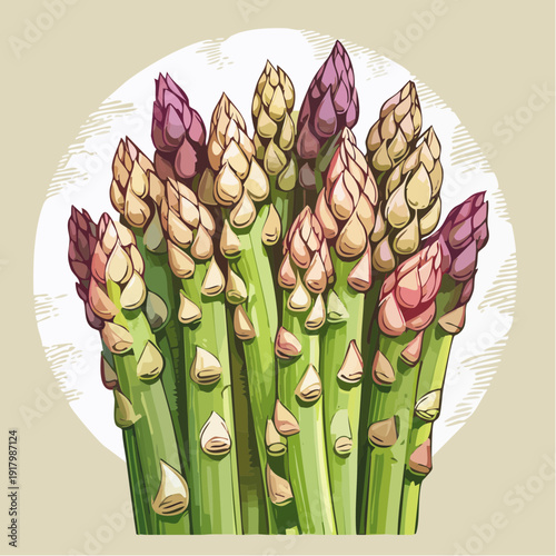 A vibrant illustration of asparagus spears in various shades of green and purple hues displayed closely together on a clean background from a straightforward view