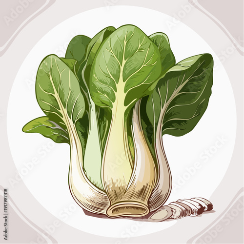Illustration of fresh bok choy with green leaves and white stalks on a clean white background from a front viewpoint