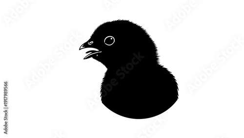 An Innocent Poultry Chick Peeping Curiously Within a European Coop. transparent.