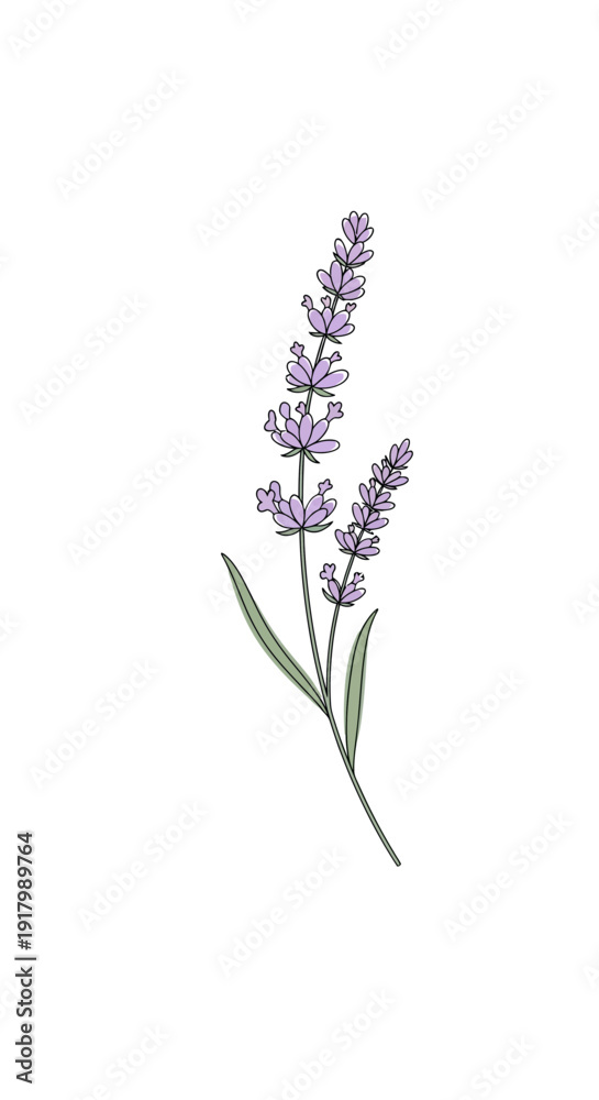 Obraz premium Minimalist Vector Icon of a Stylized Lavender Stem for Wellness Brands.transparent.