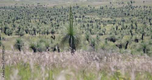 Australian Grass Trees