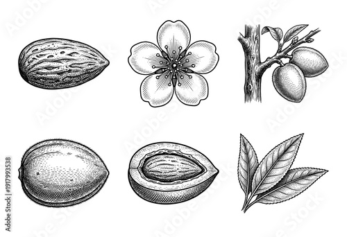 Vintage botanical illustrations of almond tree components including nut, flower, fruit, and leaves in a detailed black and white woodcut engraving style