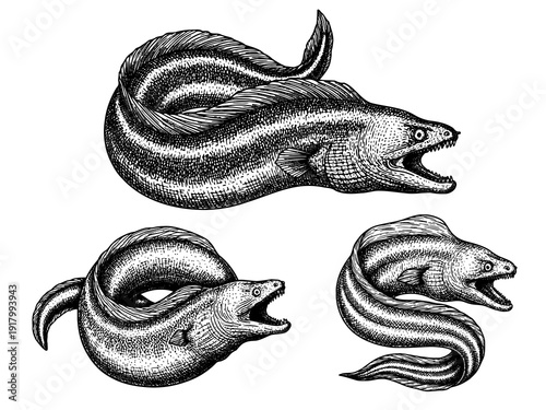 Moray eel twisting engraving illustration dark ocean tattoo