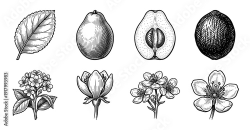 Vintage botanical engraving collection of fruit pear blossoms and leaves in black and white woodcut style