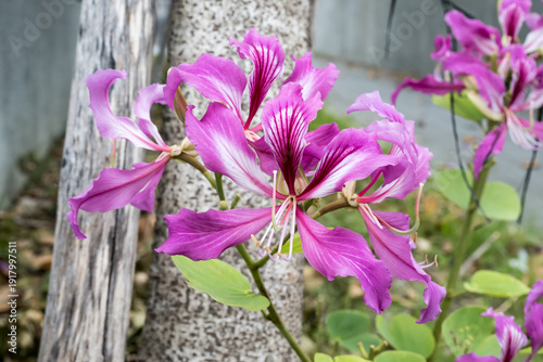 Beautiful Hong Kong Orchid Tree (Bauhinia × blakeana) flowers.