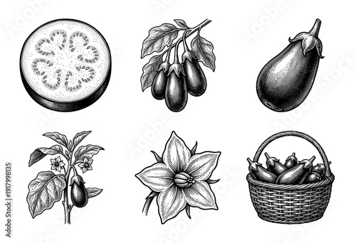 Vintage eggplant botanical illustration set featuring cross section, whole fruit, flowering plant, and basket in a classic woodcut engraving style.