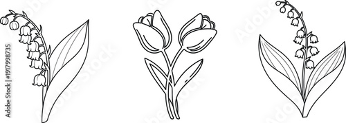 Black and white botanical illustrations of three plant species with leaves and seed pods