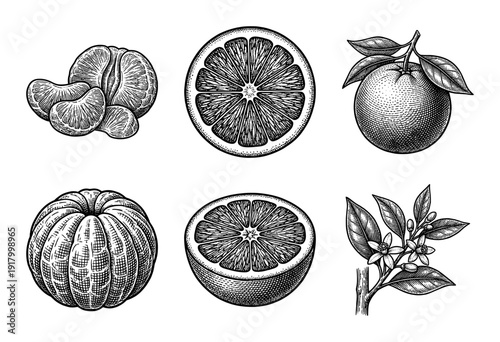 Vintage engraving of citrus fruit collection featuring orange slices, whole mandarin, peeled segments, and blossoming branch in a detailed woodcut style.