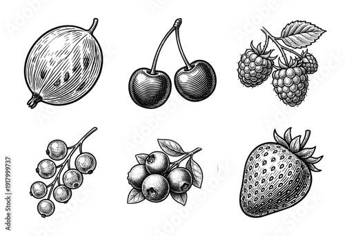 Vintage woodcut style collection of assorted garden berries featuring strawberry raspberry cherry and blueberry in black and white engraving
