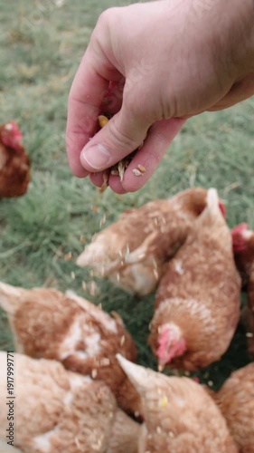 Dropping seeds to feed chickens in slow motion