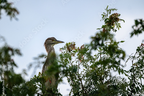 Принти на полотні A juvenile black-crowned night heron with streaked brown and white plumage sits